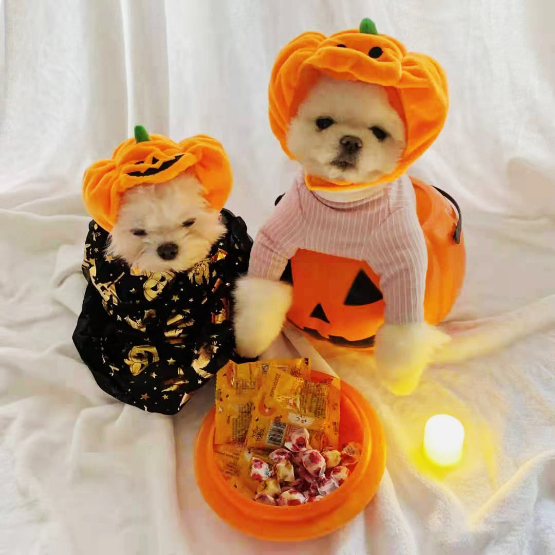 Pet Cat Dog Pumpkin Hat